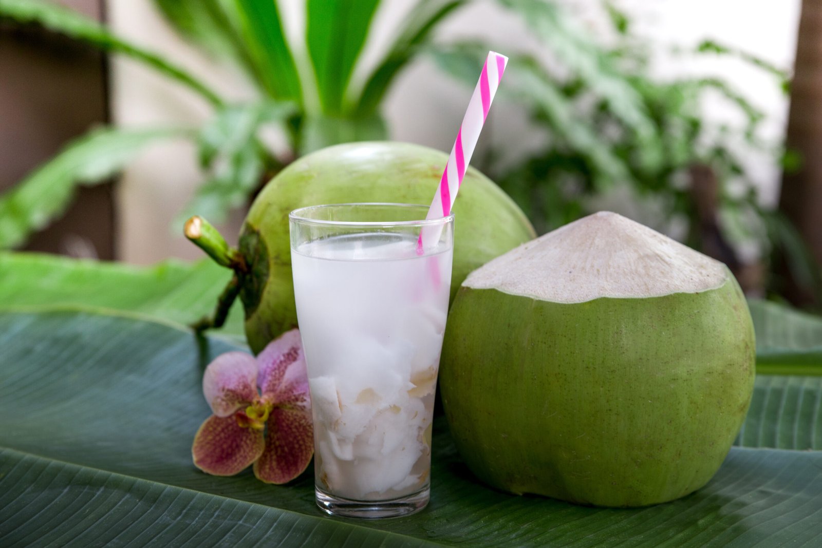 ປັ່ນໝາກພ້າວ Coconut Juice 코코넛쥬스